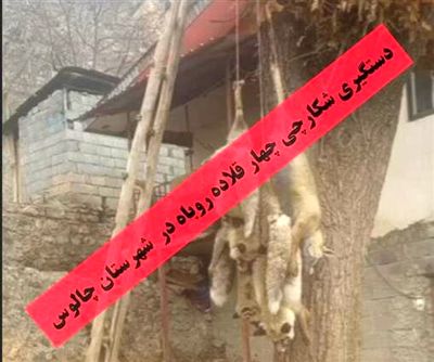 شکارچی 4 قلاده روباه در یک روستای چالوس روانه زندان شد