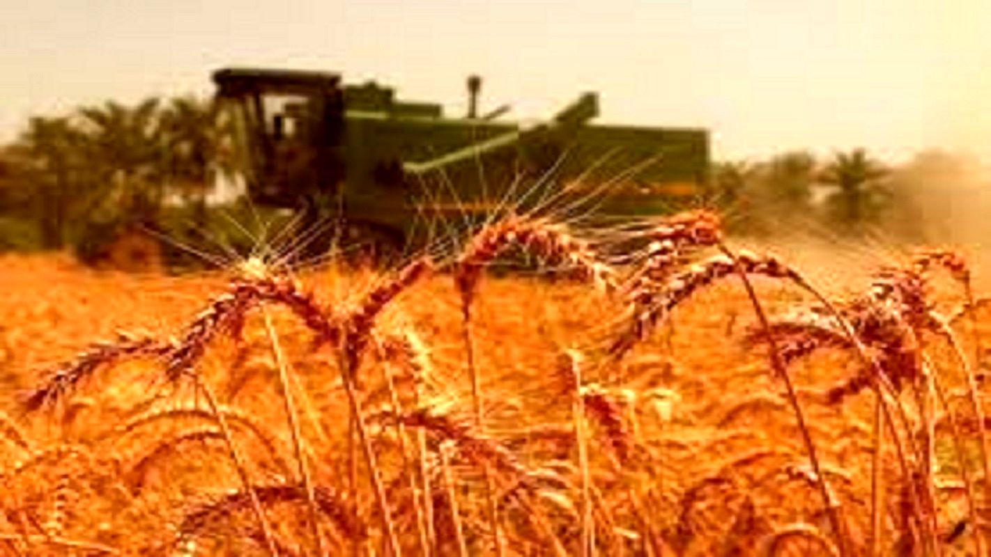 وزارت جهاد کشاورزی عذرخواهی کرد / تاریخ پرداخت مطالبات گندمکاران مشخص شد