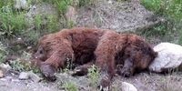 مرگ یک توله خرس قهوه ای در کرج / علت چه بود؟