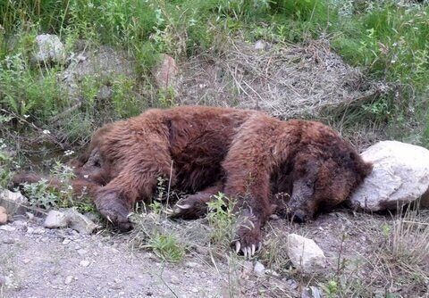 مرگ یک توله خرس قهوه ای در کرج / علت چه بود؟