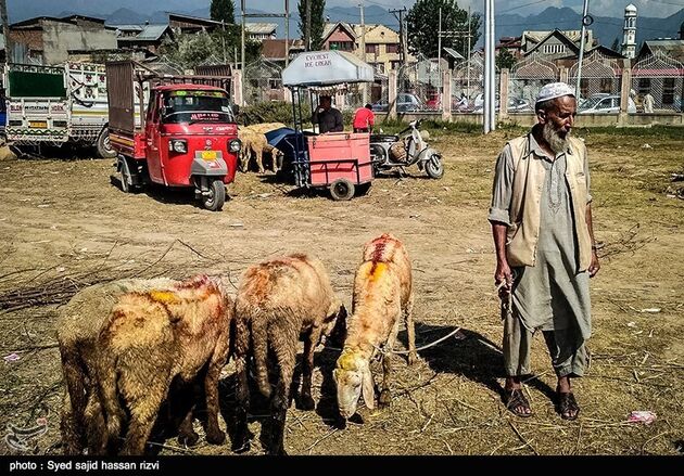 بازار عید قربان در کشمیر