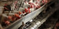 افزایش 25 درصدی صادرات مرغ زنده به افغانستان