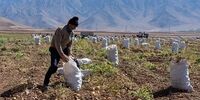 تصاویر|‌ برداشت سیب زمینی از مزار ع شهرستان دلفان -لرستان

