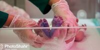 پرداخت وام ۱۰ میلیونی به زوج‌های نابارور + شرایط