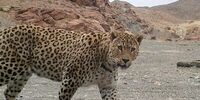 حمله وحشتناک پلنگ به ۲ نفر در شهرستان طارم 