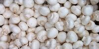 قارچ کیلویی چند؟/ پیش‌بینی قیمت تا پایان سال