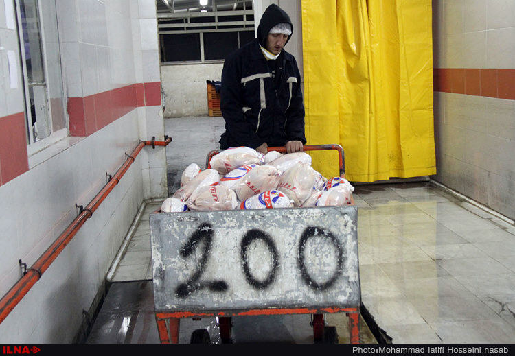 عرضه گسترده مرغ گرم از شنبه در استان تهران