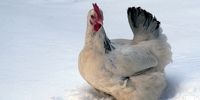 واکنش خنده دار چند مرغ با دیدن برف برای اولین بار!+فیلم