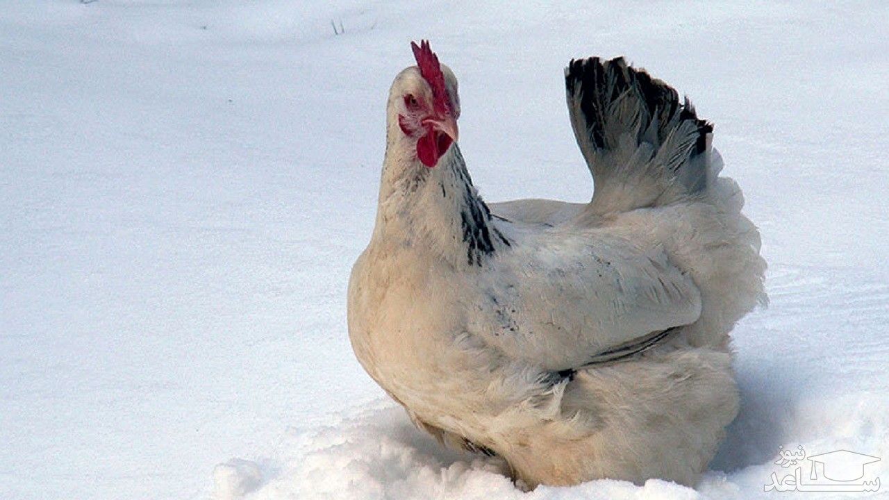 واکنش خنده دار چند مرغ با دیدن برف برای اولین بار!+فیلم