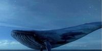 «نهنگ آبی» غرق شد!