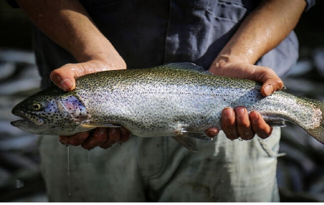 پیوند پوست ماهی به انسان در ایران/ پای یک کشاورز از قطع‌شدن نجات یافت+ فیلم