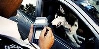 نظر پلیس درباره سگ گردانی و موتورسواری زنان

