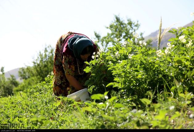جشنواره توت فرنگی روستای شیان