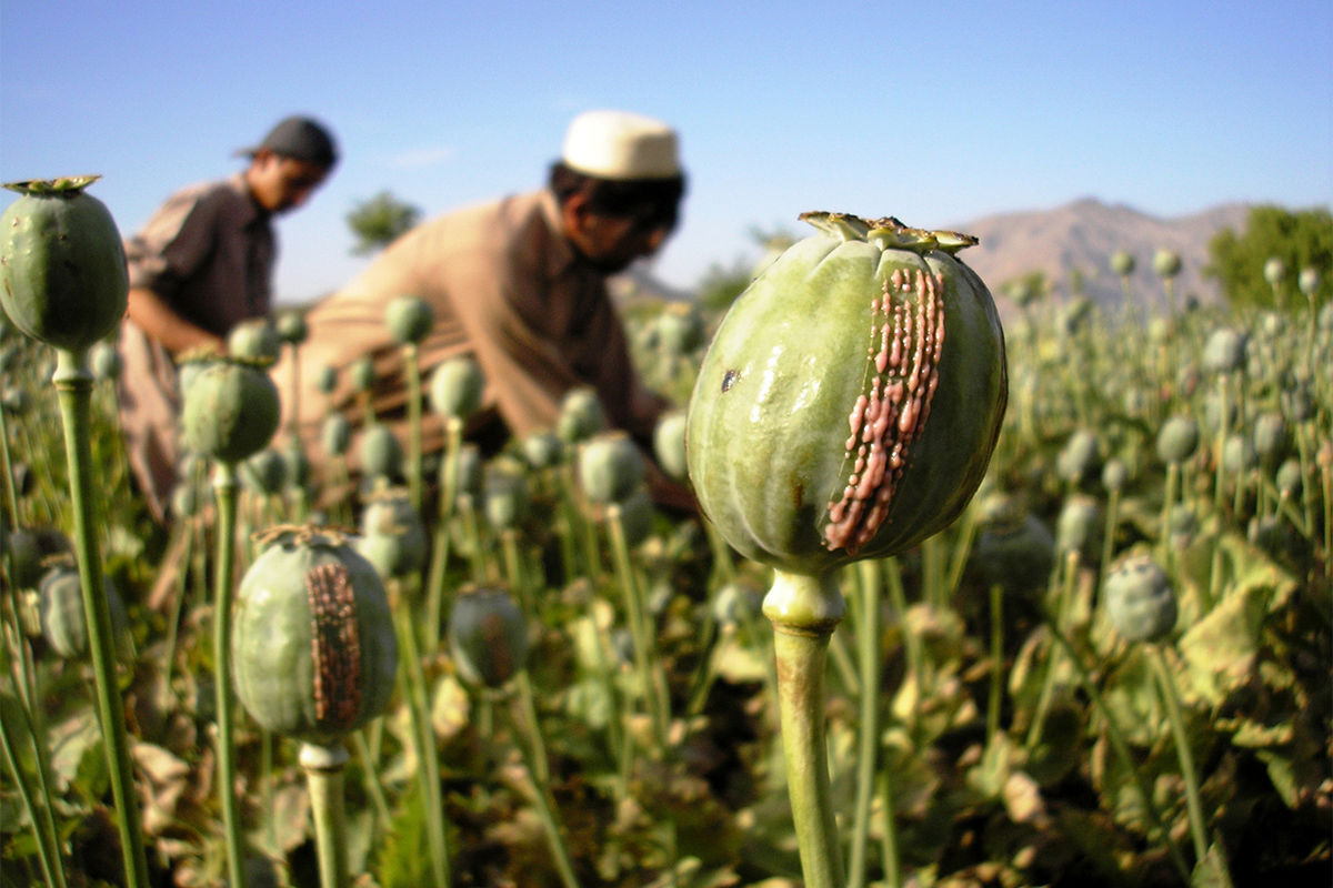  آمار عجیب از کاهش کشت خشخاش در افغانستان