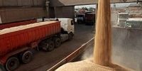 ضد و نقیض گویی درباره آلوده بودن گندم های وارد شده از روسیه