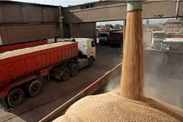 ضد و نقیض گویی درباره آلوده بودن گندم های وارد شده از روسیه