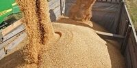 مشکل گندم‌های وارداتی از روسیه چه بود؟