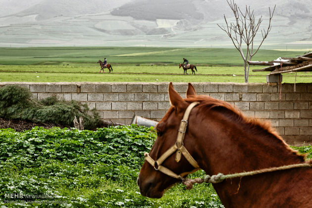 پرورش اسب روستای صوفیان