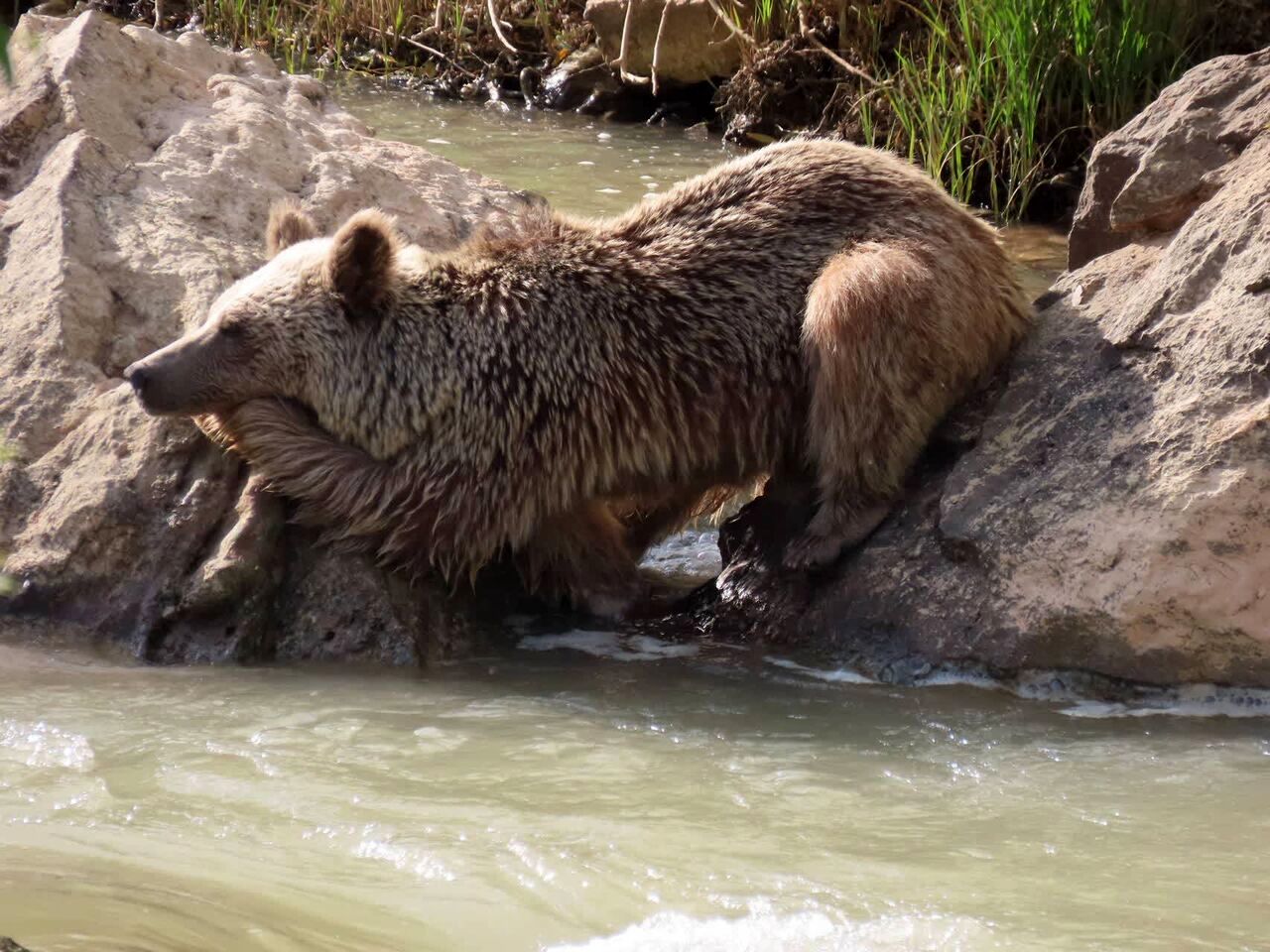 حمله خرس وحشی به منطقه عشایری هلن