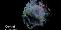 انتشار بزرگترین نقشه اتصالات مغزی