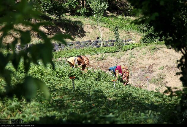 جشنواره توت فرنگی روستای شیان