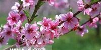 چند دقیقه مانده تا بهار 1401 +فیلم