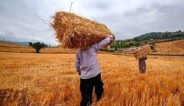 واریزی جدید برای گندمکاران / رقم اعلام شد