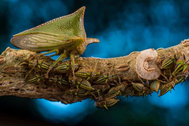 WildLife 2