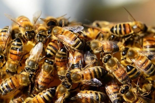 یک کشف شگفت انگیز در مورد زنبورهای عسل