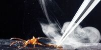 سوسک بمب افکن؛ پس از خورده شدن مجددا زنده می شود!+عکس
