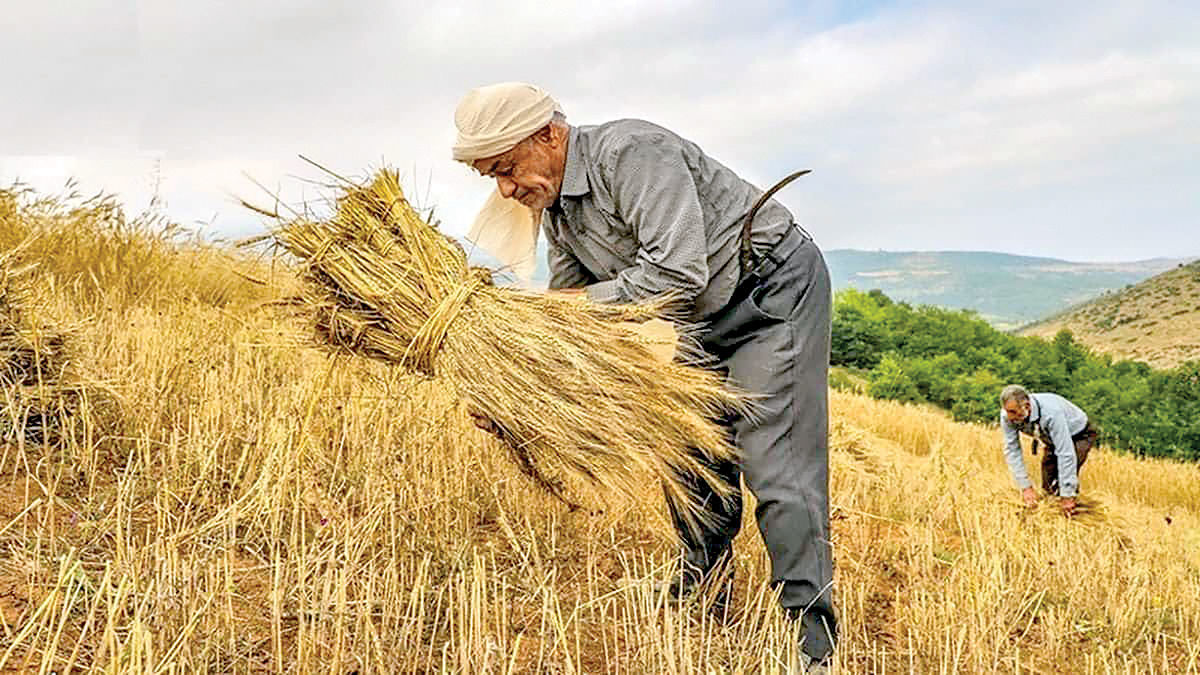 وعده سر خرمن به گندم‌کاران/ معاون رئیسی: مطالبات تا پایان مهر تسویه می‌شود!