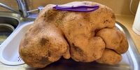 رونمایی از غول پیکرترین سیب زمینی جهان+تصاویر