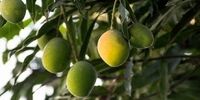 این درخت عجیب 300 نوع انبه تولید می کند +عکس 