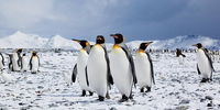 امپراطورهای در معرض انقراض قطب جنوب