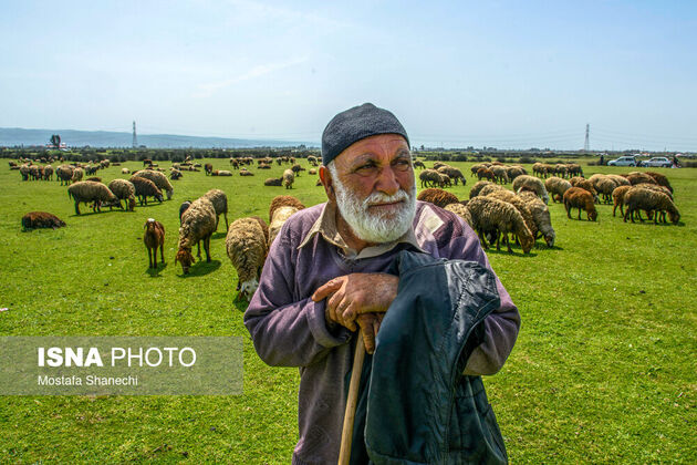 62224038_mostafa-shanechi-isna-3