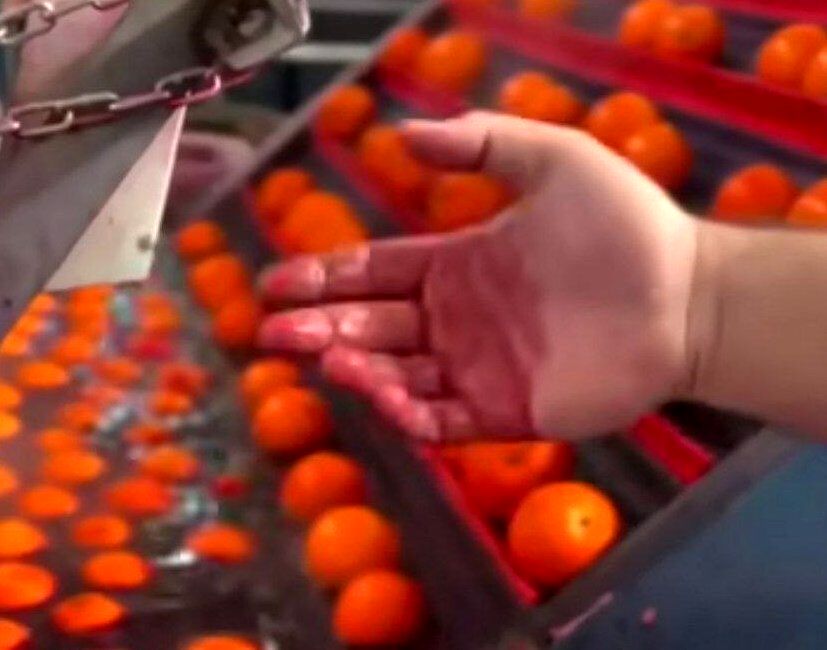 پرتغال‌های رنگ شده چقدر خطرناک هستند؟/ سازمان غذا و دارو واکنش نشان داد