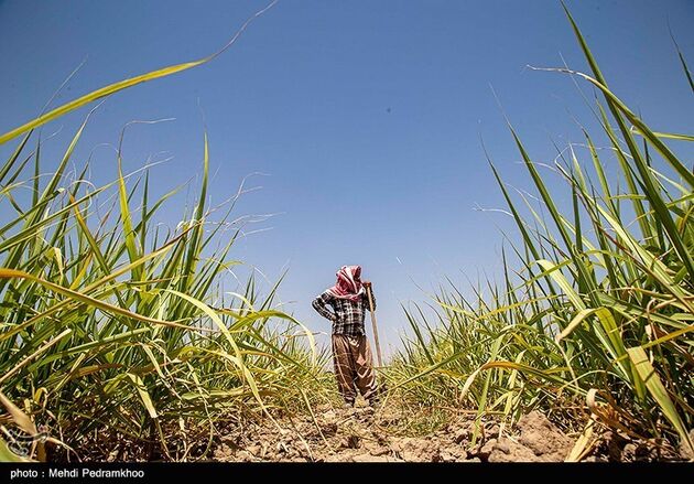 تشنگی مزارع نیشکر هفت تپه