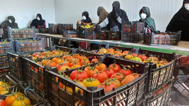 صادرات ۶٢٠ تن گوجه‌فرنگی گلخانه‌ای به خارج از کشور 