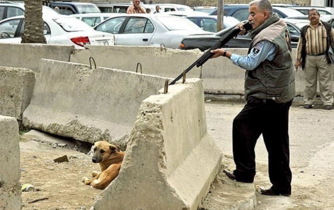آخرین توضیحات درباره کشتار سگ‌ها در کهریزک + فیلم