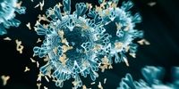 شناسایی یک پادتن جدید برای مقابله با انواع کروناویروس