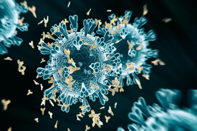 شناسایی یک پادتن جدید برای مقابله با انواع کروناویروس