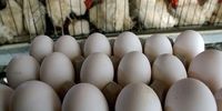 مقصر گرانی مرغ، تخم مرغ و گوشت مشخص شد