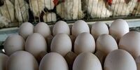 مقصر گرانی مرغ، تخم مرغ و گوشت مشخص شد
