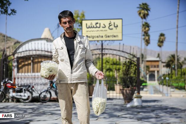 بوی بهار نارنج در اردیبهشت شیراز