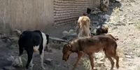 تخریب مرکز نگهداری سگ‌های ولگرد توسط افرادناشناس
