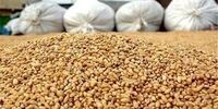 ابهام در ترخیص محموله های حَشره‌زَده در گمرک