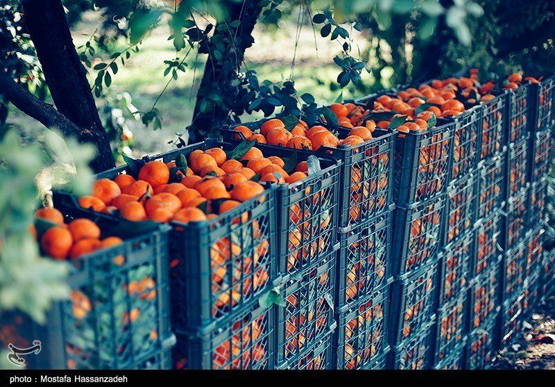 میوه‌ خوشمزه پاییزی که درمان چند بیماری است