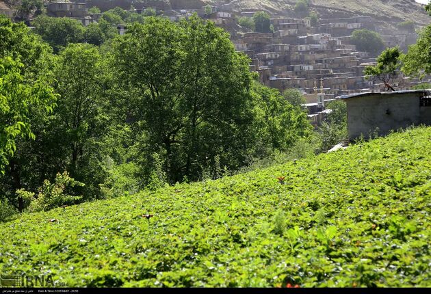 جشنواره توت فرنگی روستای شیان