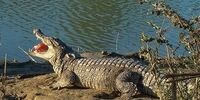 ماجرای تلخ دختر 10 ساله که تمساح دستش را به دندان گرفت!