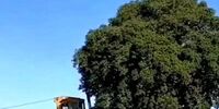 متهم قطع 17 هزار درخت دستگیر شد